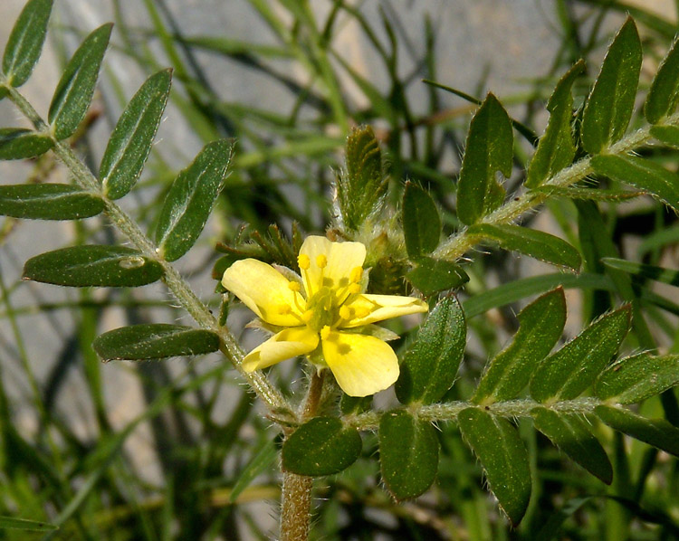 Tribulus terrestris